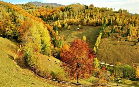 Hills Trees Forest Autumn Fall Sheep Animals Pasture Fields