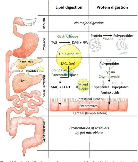 lipid and protein digestion and absorption basic anatomy and physiology biology lessons