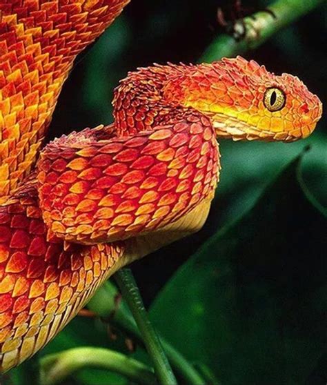 Home » animals » animals in the tropical rainforest. Rainforest Colored Snake | Beautiful snakes, Colorful animals, African bush viper