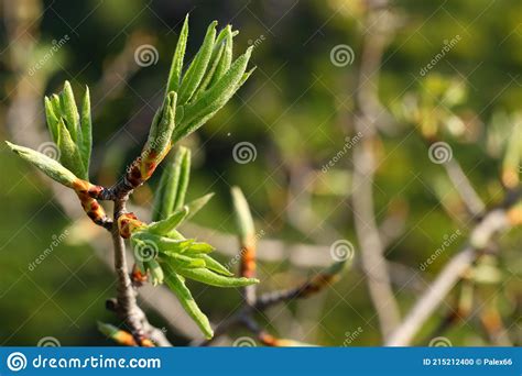 Young Fresh Leaves Of Almond Tree Open Bud Come Into The Leaf On The