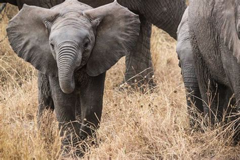20 Best Breathtaking Elephant Photos And Images