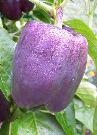 You can simply cut them in half, in fourths, or in strips, and remove the stem and seeds. The Vegetable Seed Store Peppers Hot & Sweet