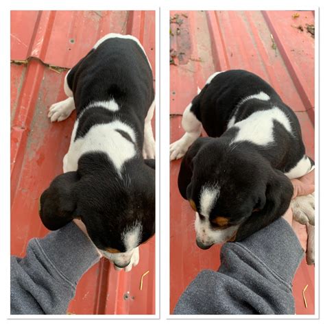 We have a great selection of blue tick coonhound mix puppies for sale. Bluetick Coonhound Puppies For Sale | Crystal, MI #313846