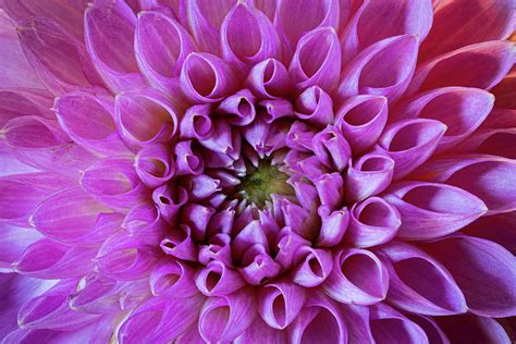 Dahlia Photograph By Nelson Rudiak Fine Art America