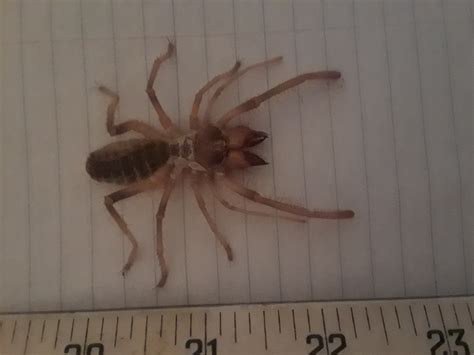 Unidentified spider in Sierra Vista, Arizona United States