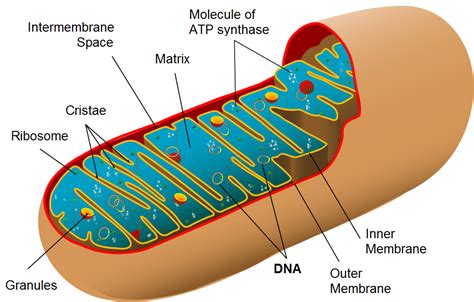 Internal Structure Of Mitochondria