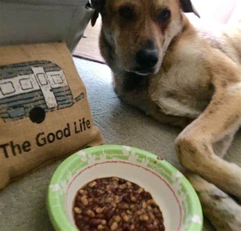 Check out the healthy beans for dogs, beans that should be avoided, tips to feed beans to dogs safely & crockpot dog 1. Boston Baked Beans Recipe For Dogs from Your Dog's Diner and 2 Traveling Dogs | Boston baked ...