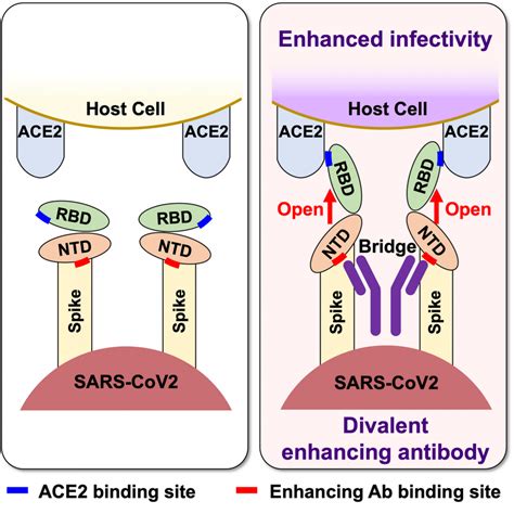 Antibodies That Enhance The Sars Cov 2 Infection Institute For