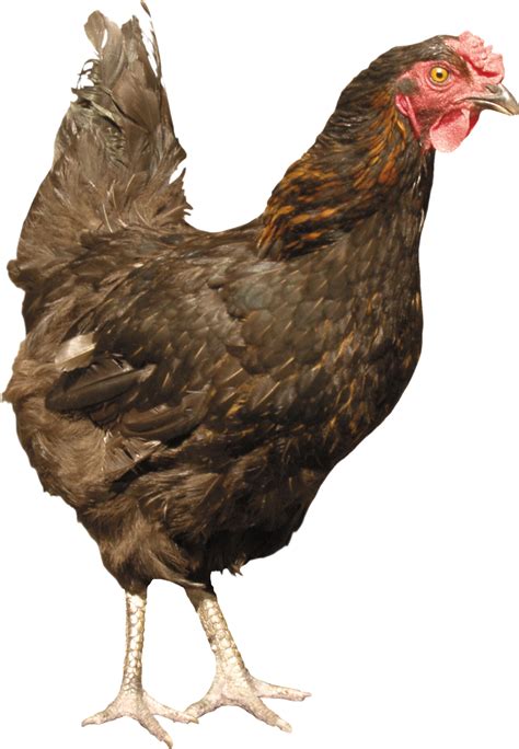 Chicken Standing PNG Image - PurePNG | Free transparent CC0 PNG Image png image
