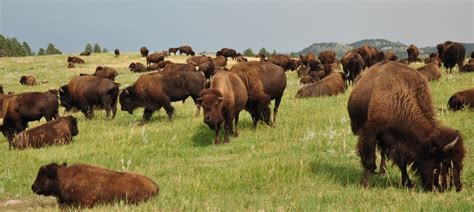 White Wolf North American Tribes Sign Bison Treaty