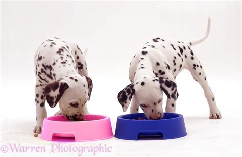 Dogs Dalmatian Pups Photo Wp14274