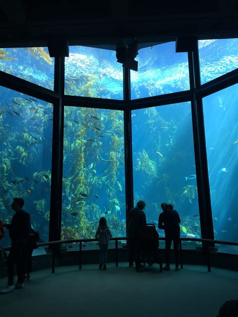 Monterey Bay Aquarium A Guide To Exhibits Shows And All You Need To Know From Our Member