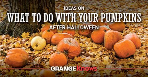 Ideas On What To Do With Your Pumpkins After Halloween Grange Co Op