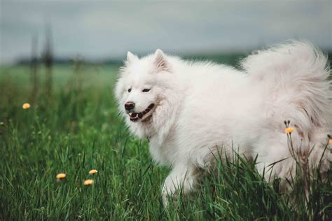It is most common to get a samoyed professionally groomed once every two months, so grooming will be an expensive cost associated with this breed. Best Samoyed Dog Food - Spot and Tango