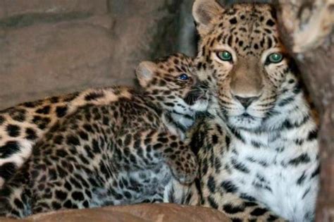 Rare Amur Leopard Cub Born At Denver Zoo The Denver Post
