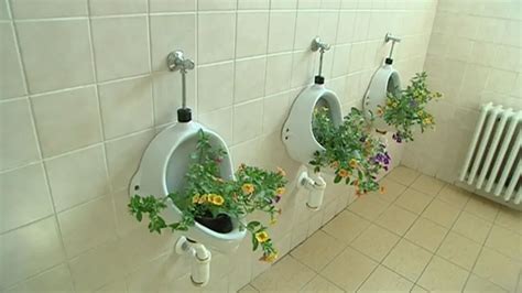 Úřednice zabraly pánské záchody z pisoárů udělaly květináče — Čt24 — Česká televize