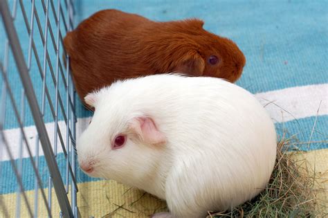 A Pair Of Guinea Pigs Free Stock Photo Public Domain Pictures