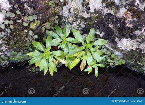 Beautiful Green Leafy Plants Photographed Above A Levada Water In