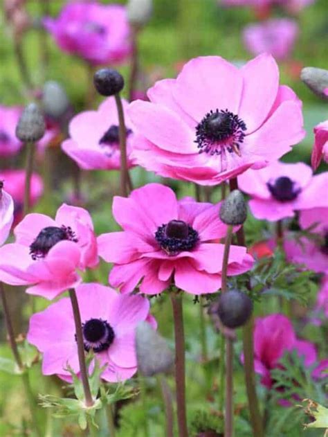 How To Plant Grow And Care For Anemone Flower Windflower Planet