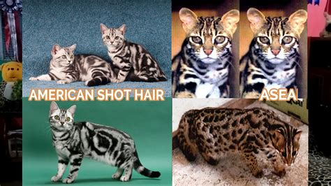 Untuk harga kucing bengal dewasa, harga anak kucing bengal tentu saja akan berbeda. Kucing Bengal Warna Hitam - Ginting Gambar