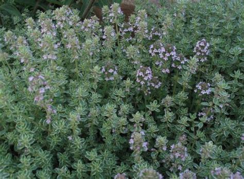 Maybe you would like to learn more about one of these? Lemon Thyme 3" Pot - Hello Hello Plants & Garden Supplies