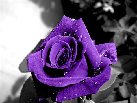 最美紫色玫瑰图片大全一支紫色玫瑰花图片 伤感说说吧