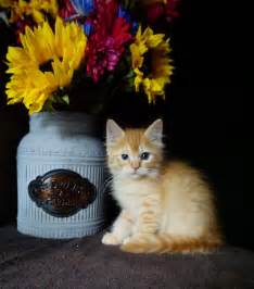 •all breeding cats are regularly scanned for hcm by a board certified •all breeding cats are dna tested neg. orange-tabby-ragdoll-kitten - Ragdoll Kittens For Sale