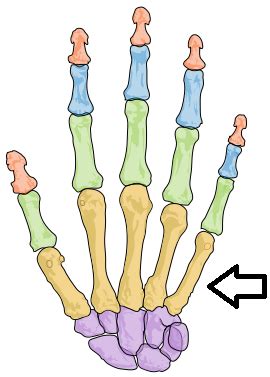 Flashcards - Long Bones in the Human Body Flashcards | Study.com