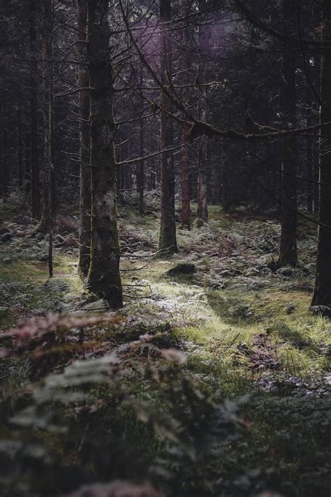 Forest During Daytime Photo Free Forest Image On Unsplash