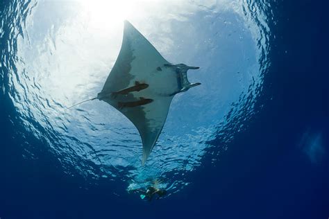 Heres A Diver Swimming With A Massive Manta Ray That Might Give You A