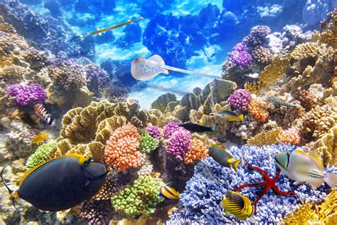 Underwater World Corals Fish Animals Wallpapers Hd