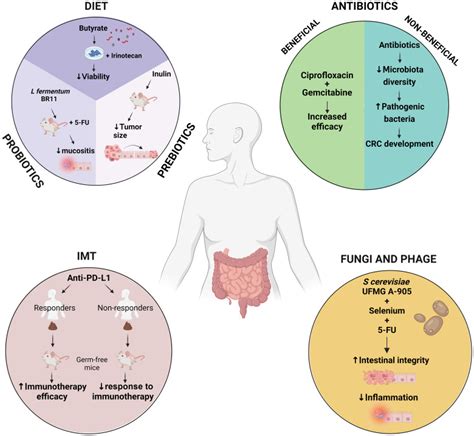 Gut Microbiota Modulation Of Efficacy And Toxicity Of Cancer