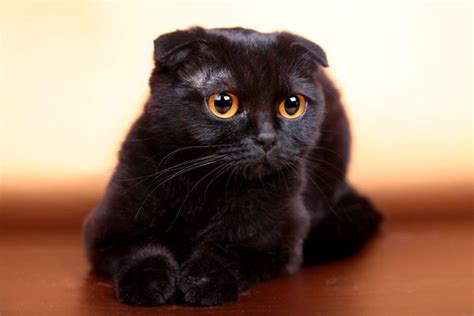 Awesome The Scottish Fold Cat Has A Genetic Mutation That Results In