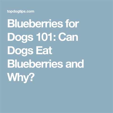 Check spelling or type a new query. Can Dogs Eat Blueberries? Side Effects and Benefits (Based ...