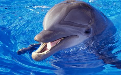 We hope you enjoy our growing collection of hd images to use as a background or home screen for your. Dolphin Wallpapers HD | PixelsTalk.Net