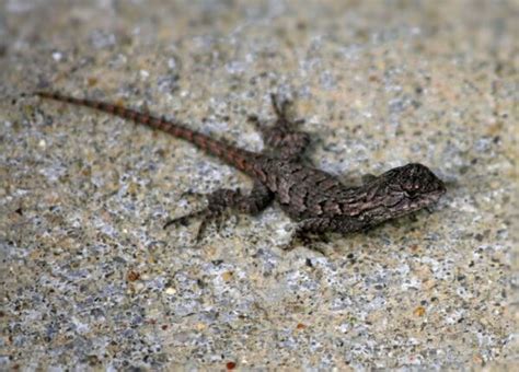 8 Lizards Found In Illinois With Pictures Pet Keen