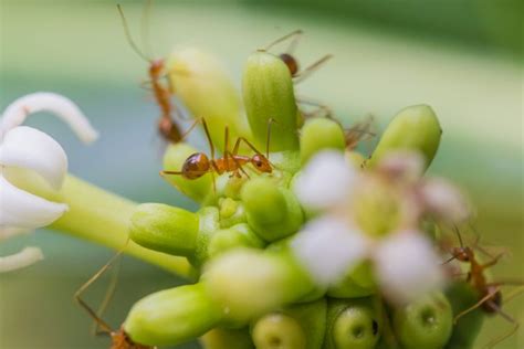 Das mittel wird auf die ameisenstraßen und in die. Ameisen in der Wohnung » So werden Sie die Insekten los