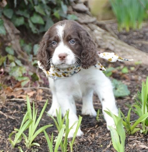 Check spelling or type a new query. Monte English Springer Spaniel Puppy 641449 | PuppySpot