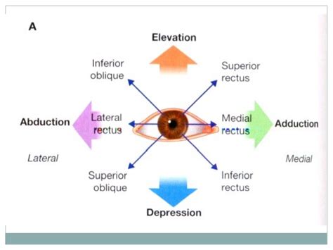 Extraocular Muscles Drgosai