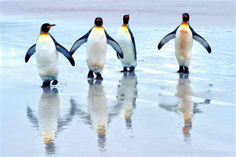 Animal Penguin Hd Wallpaper