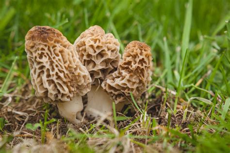 How To Grow Morel Mushrooms