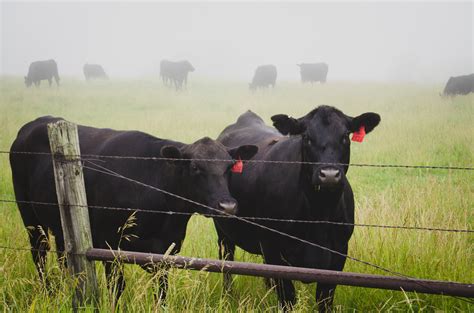 Wallpaper Id 225133 Herd Of Black Cattle Grazy In A Foggy Farm Field