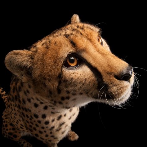 National geographic is the world's premium destination for science, exploration, and adventure. Cheetah | National Geographic