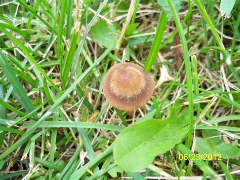 Mushroom Id Wisconsin Mushroom Hunting And Identification Shroomery