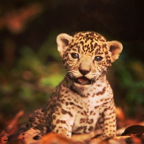Baby jaguar | Animals | Pinterest