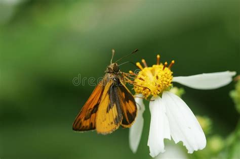 Close Up Shot Of A Fiery Skipper Butterfly Stock Photo Image Of Peck
