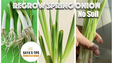 My onions were kept on a cold sill all winter, but adding fresh hot water to them every day made them grow remarkably fast! How to regrow spring onion leaves in water | Scallion ...