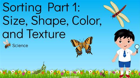 Sorting Part 1 Size Shape Color And Texture