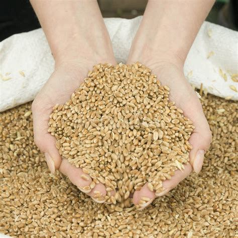 Two Hands Grasp Corn Grains Out Of A Grain Sack Stock Photo Image Of