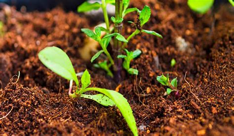 Best Potting Soil For Indoor Plants 2020 Review Plants Soil